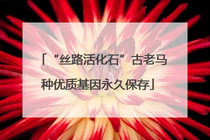 “丝路活化石”古老马种优质基因永久保存