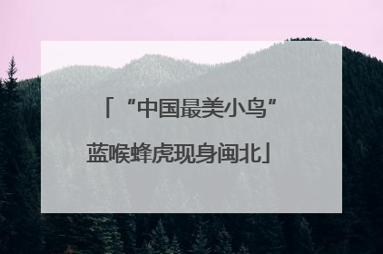 “中国最美小鸟”蓝喉蜂虎现身闽北
