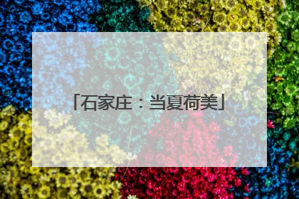 石家庄：当夏荷美