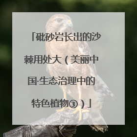 砒砂岩长出的沙棘用处大（美丽中国·生态治理中的特色植物③）