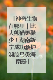 神奇生物在哪里｜比大熊猫更稀少！湖南新宁成功救护濒危鸟类海南鳽
