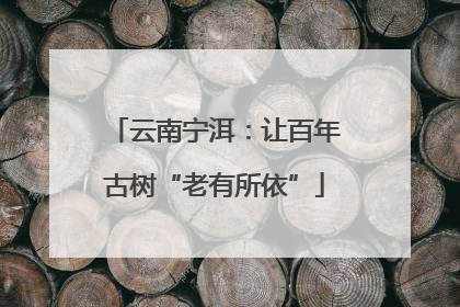 云南宁洱：让百年古树“老有所依”