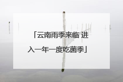云南雨季来临 进入一年一度吃菌季