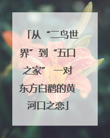 从“二鸟世界”到“五口之家” 一对东方白鹳的黄河口之恋