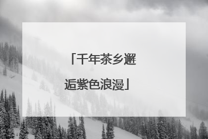 千年茶乡邂逅紫色浪漫
