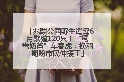 兆麟公园野生鸳鸯6月繁殖120只！“鸳鸯奶爸”车春虎：换羽期盼市民伸援手