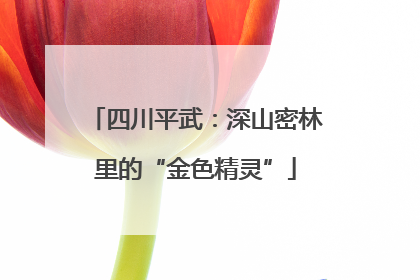 四川平武：深山密林里的“金色精灵”