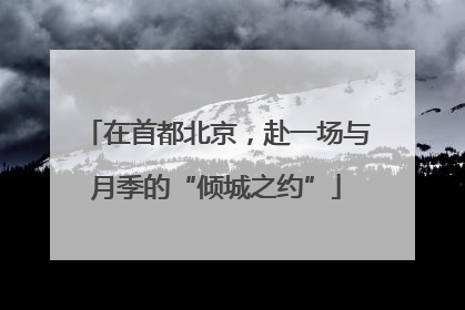 在首都北京，赴一场与月季的“倾城之约”