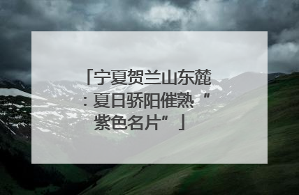 宁夏贺兰山东麓：夏日骄阳催熟“紫色名片”
