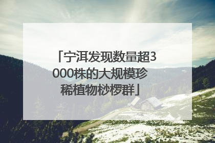 宁洱发现数量超3000株的大规模珍稀植物桫椤群