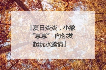 夏日炎炎，小象“崽崽” 向你发起玩水邀请