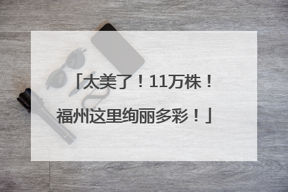 太美了！11万株！福州这里绚丽多彩！