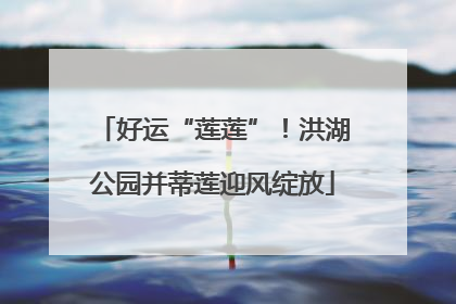 好运“莲莲”！洪湖公园并蒂莲迎风绽放