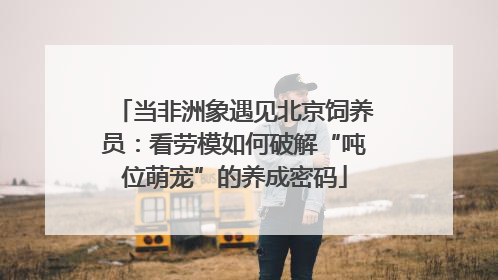 当非洲象遇见北京饲养员：看劳模如何破解“吨位萌宠”的养成密码