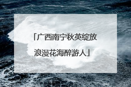 广西南宁秋英绽放 浪漫花海醉游人