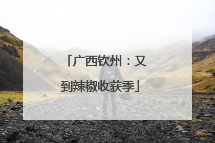广西钦州：又到辣椒收获季