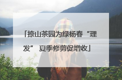 捺山茶园为绿杨春“理发” 夏季修剪促增收