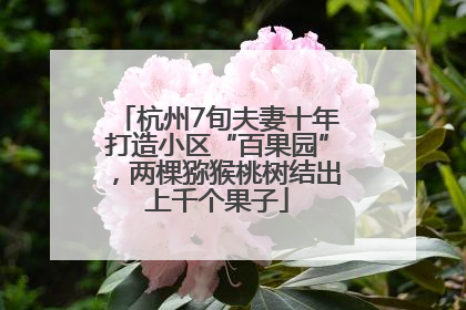杭州7旬夫妻十年打造小区“百果园”，两棵猕猴桃树结出上千个果子