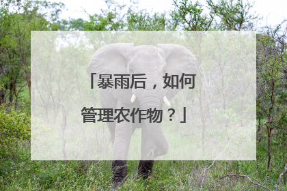 暴雨后，如何管理农作物？