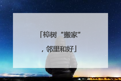 樟树“搬家”，邻里和好