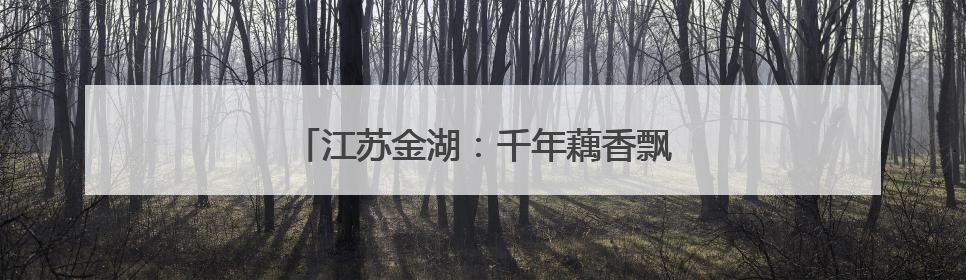 江苏金湖：千年藕香飘万里 荷韵悠悠引客来