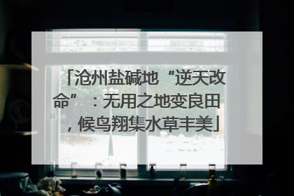 沧州盐碱地“逆天改命”：无用之地变良田，候鸟翔集水草丰美
