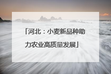 河北：小麦新品种助力农业高质量发展