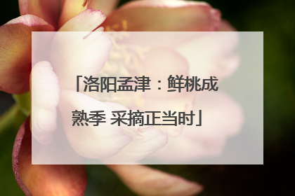 洛阳孟津：鲜桃成熟季 采摘正当时