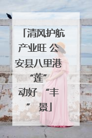 清风护航产业旺 公安县八里港 “莲” 动好 “丰” 景