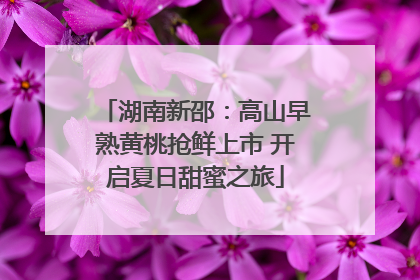 湖南新邵：高山早熟黄桃抢鲜上市 开启夏日甜蜜之旅