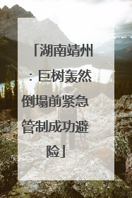 湖南靖州：巨树轰然倒塌前紧急管制成功避险