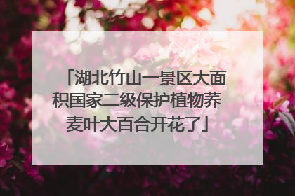 湖北竹山一景区大面积国家二级保护植物荞麦叶大百合开花了