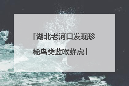 湖北老河口发现珍稀鸟类蓝喉蜂虎