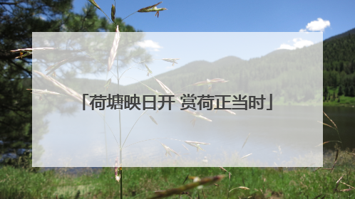 荷塘映日开 赏荷正当时