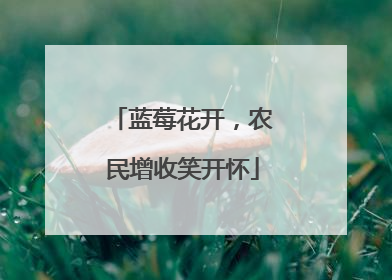 蓝莓花开，农民增收笑开怀