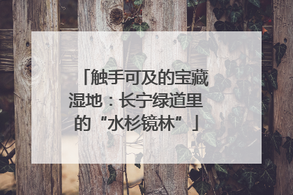 触手可及的宝藏湿地：长宁绿道里的“水杉镜林”