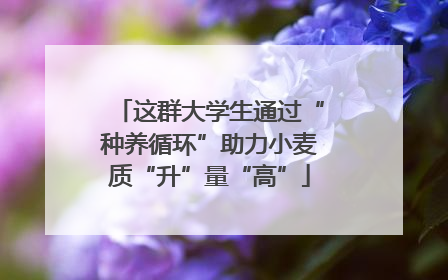 这群大学生通过“种养循环”助力小麦质“升”量“高”