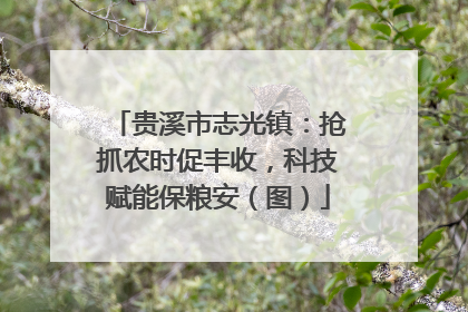 贵溪市志光镇：抢抓农时促丰收，科技赋能保粮安（图）