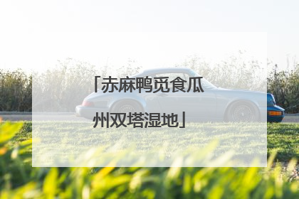 赤麻鸭觅食瓜州双塔湿地