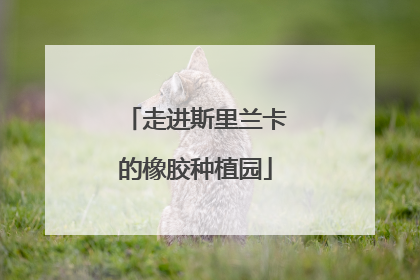 走进斯里兰卡的橡胶种植园