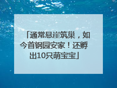 通常悬崖筑巢，如今首钢园安家！还孵出10只萌宝宝