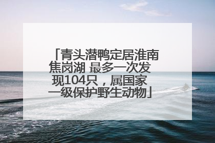 青头潜鸭定居淮南焦岗湖 最多一次发现104只，属国家一级保护野生动物