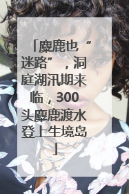 麋鹿也“迷路”，洞庭湖汛期来临，300头麋鹿渡水登上生境岛