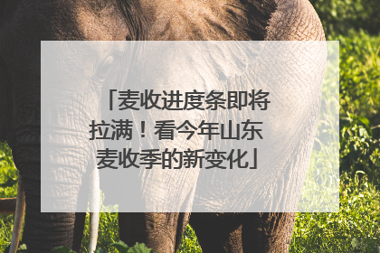 麦收进度条即将拉满！看今年山东麦收季的新变化
