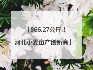 866.27公斤！河北小麦亩产创新高